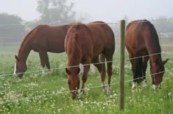 AKO TopLine Horse Wire
