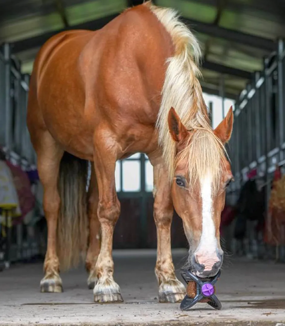 BIZZY HORSE Ball