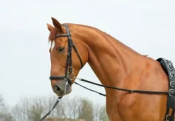 BUSSE Ausbindezügel BASIC-STARR