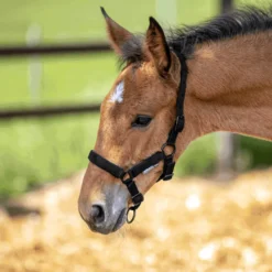 BUSSE Halfter FOAL-TASTIC ST, Satin