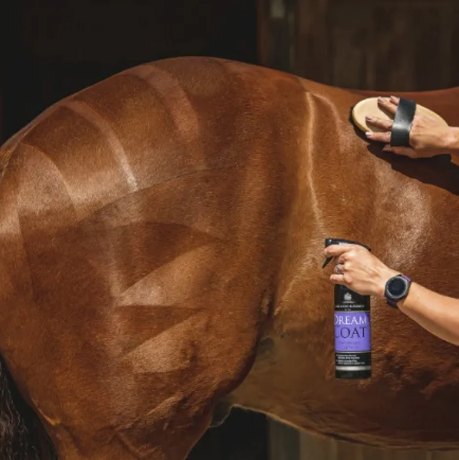 CARR & DAY & MARTIN - Dreamcoat - Lustrant