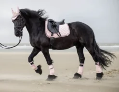 Cavallino Marino by HKM Schabracke -Copper Kiss-