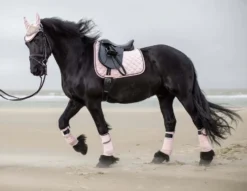 Cavallino Marino by HKM Schabracke -Copper Kiss-