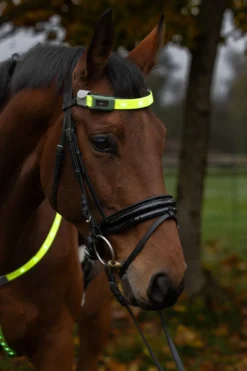 COVALLIERO Stirnriemen LED