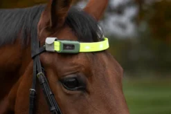 COVALLIERO Stirnriemen LED