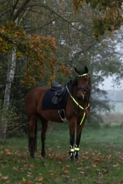 COVALLIERO Stirnriemen LED