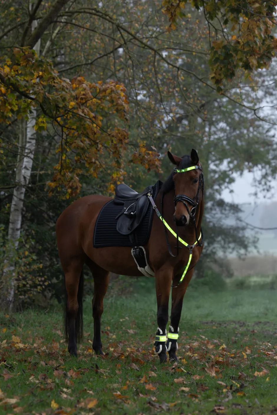 COVALLIERO Vorderzeug LED