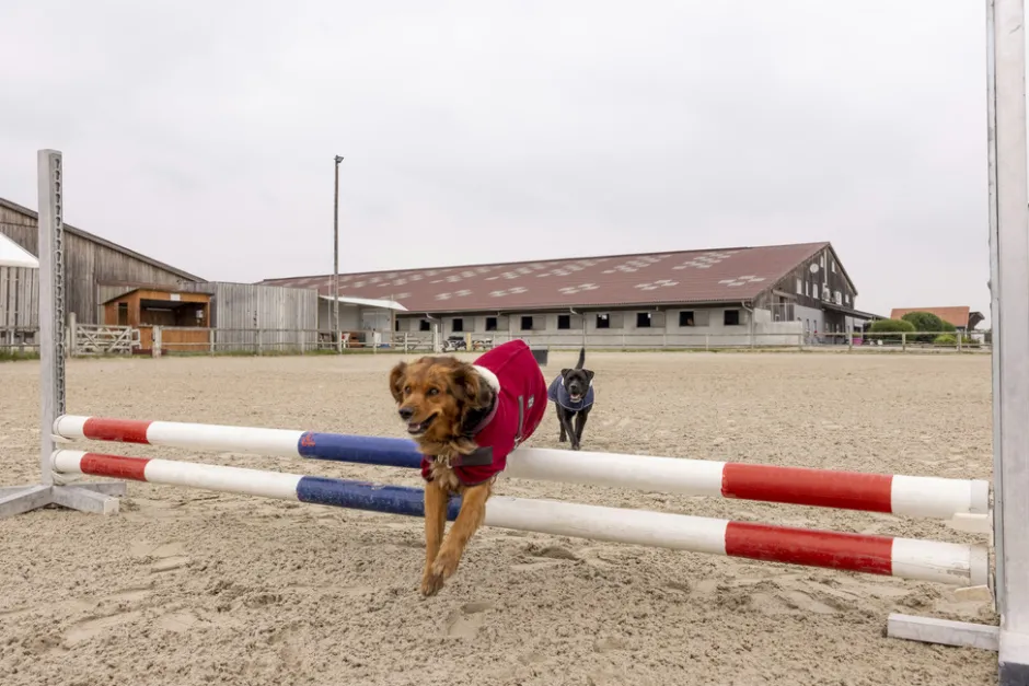 DIEGO & LOUNA Hundemantel aus Nylon Teddy