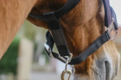 EQUITHEME Domino Nylonhalfter