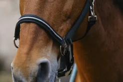 EQUITHEME Domino Nylonhalfter