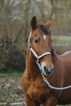 EQUITHEME Spring Nylonhalfter