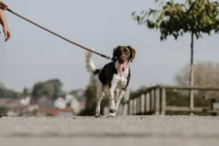EQUITHÈME - Haspen - Hundeleine mit Griff