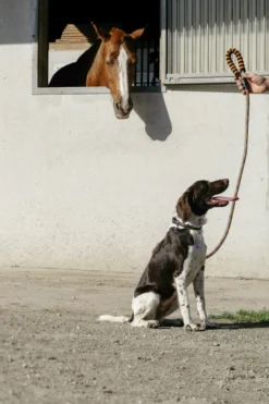 EQUITHÈME - Haspen - Hundeleine mit Griff