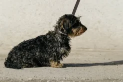 EQUITHÈME - Max - Hundehalsband und Leine