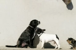 EQUITHÈME - Max - Hundehalsband und Leine