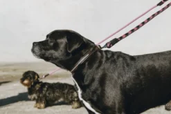 EQUITHÈME - Max - Hundehalsband und Leine