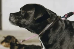 EQUITHÈME - Max - Hundehalsband und Leine