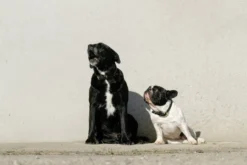 EQUITHÈME - Max - Hundehalsband und Leine