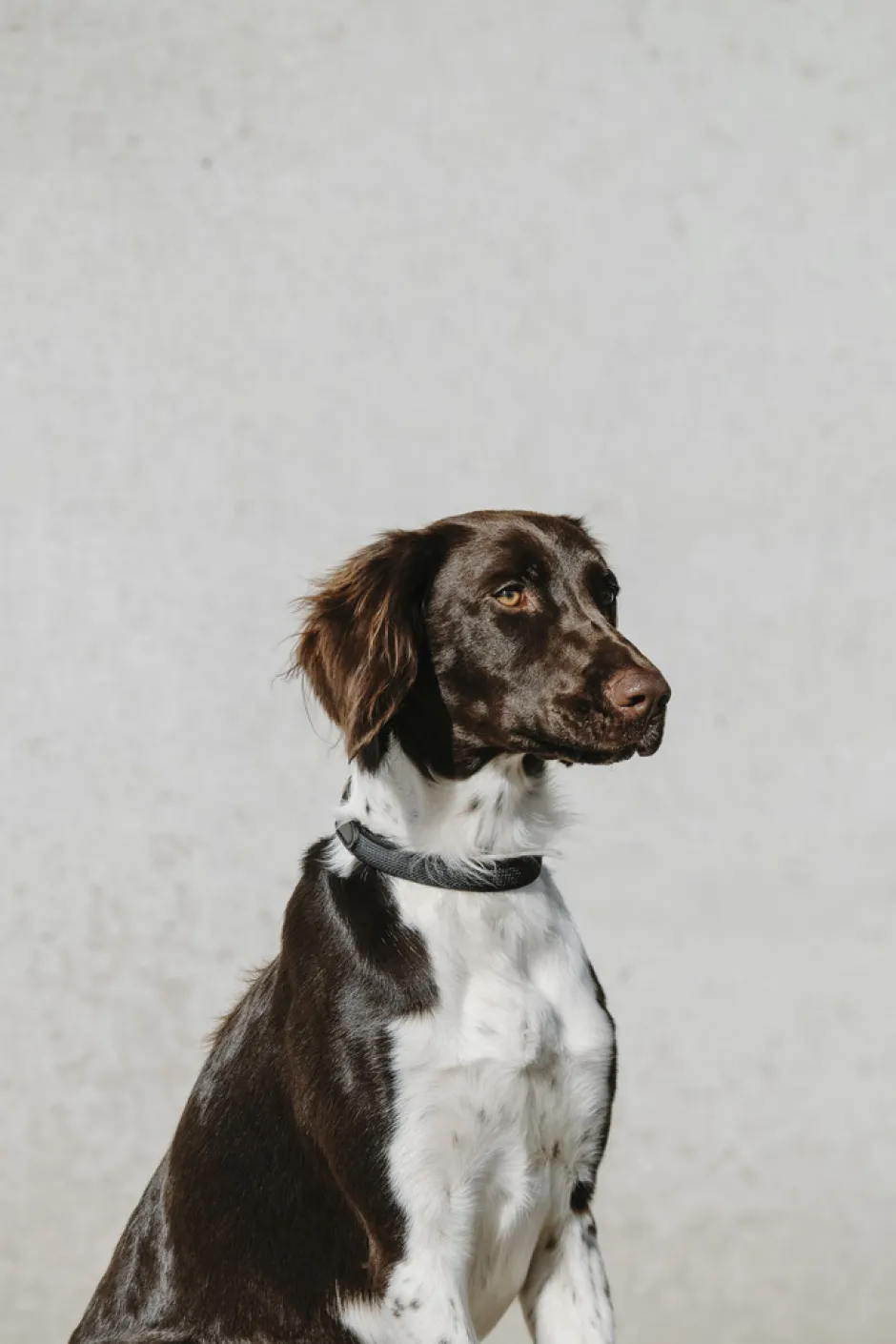 EQUITHÈME - Nala - Hundehalsband