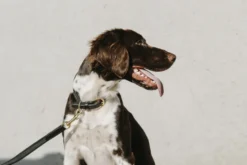 EQUITHÈME - Nala - Hundehalsband