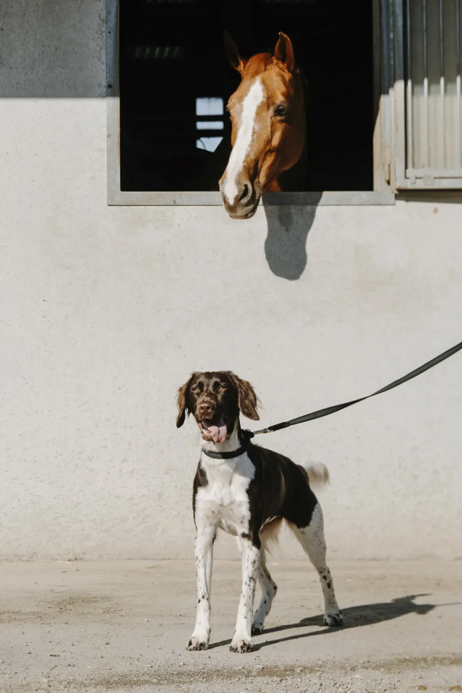 EQUITHÈME - Nala - Hundehalsband