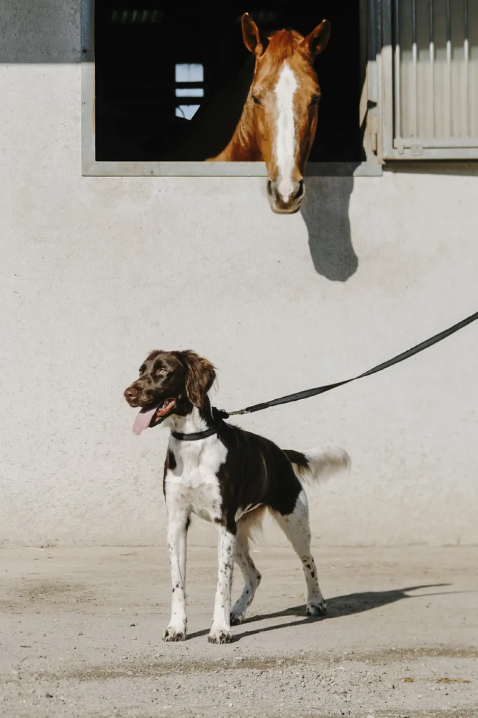 EQUITHÈME - Nala - Hundehalsband