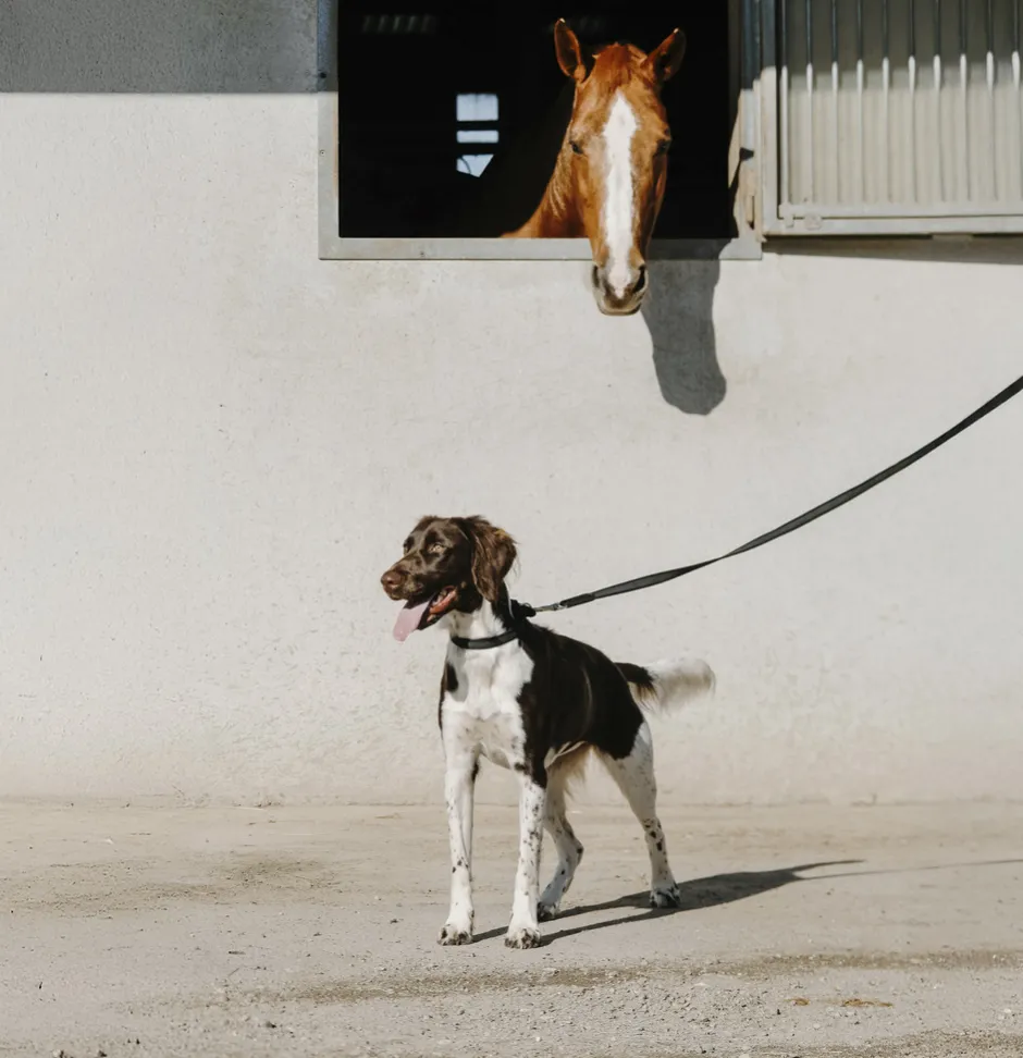 EQUITHÈME - Nala - Hundehalsband