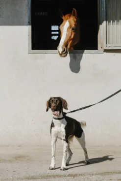 EQUITHÈME - Nala - Hundehalsband