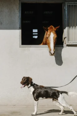 EQUITHÈME - Nala - Hundehalsband