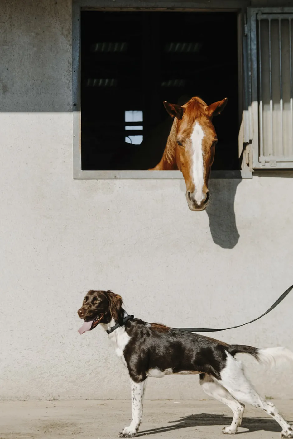 EQUITHÈME - Nala - Hundehalsband