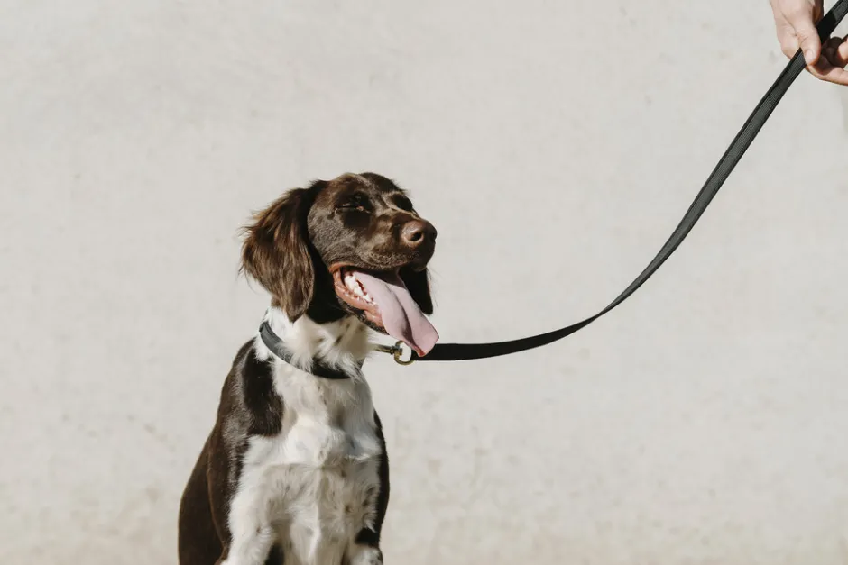 EQUITHÈME - Nala - Hundehalsband