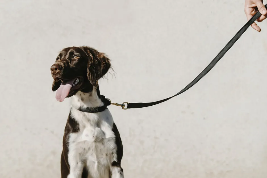 EQUITHÈME - Nala - Hundehalsband