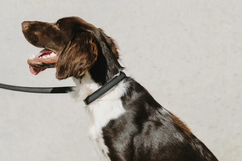 EQUITHÈME - Nala - Hundehalsband