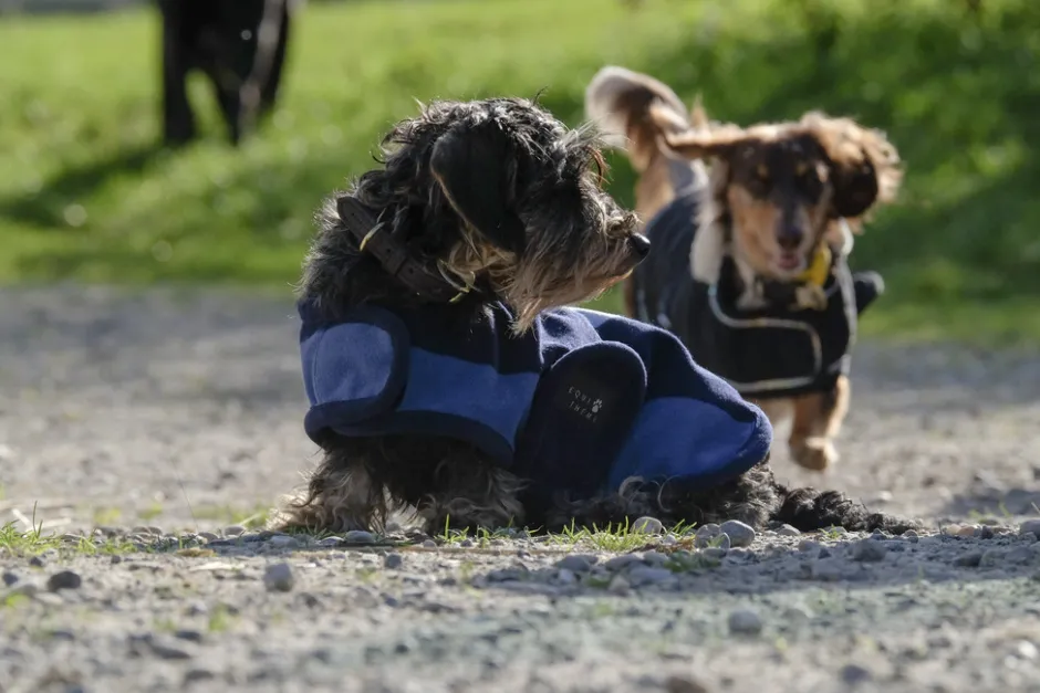 EQUITHÈME - New Market - Hundedecke
