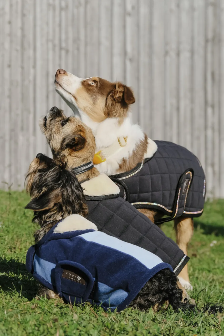 EQUITHÈME - New Market - Hundedecke