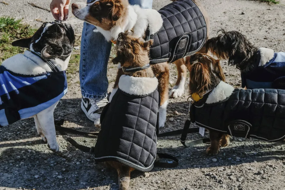 EQUITHÈME - New Market - Hundedecke