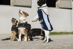 EQUITHÈME - New Market - Hundedecke