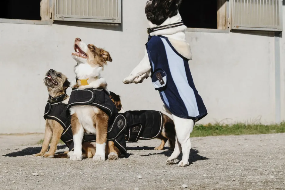 EQUITHÈME - New Market - Hundedecke