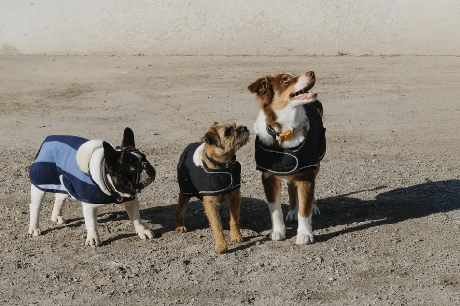 EQUITHÈME - New Market - Hundedecke