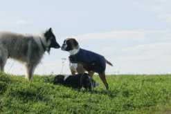 EQUITHÈME - TYREX 600D - Hundedecke