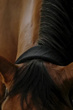EQUITHÈME - 3D Mesh - Nylonhalfter