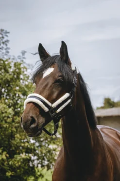 EQUITHÈME - Fashion - Nylonhalfter