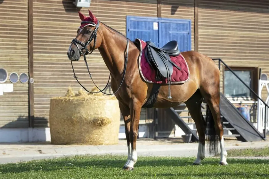 EQUITHÈME Fliegenhaube „Polyfun“