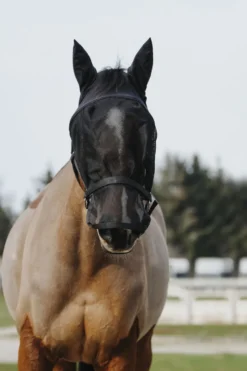 EQUITHÈME Halfter + Antifliegenmaske