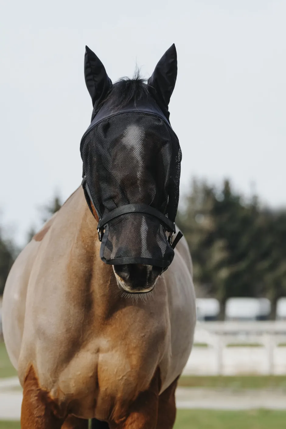 EQUITHÈME Halfter + Antifliegenmaske