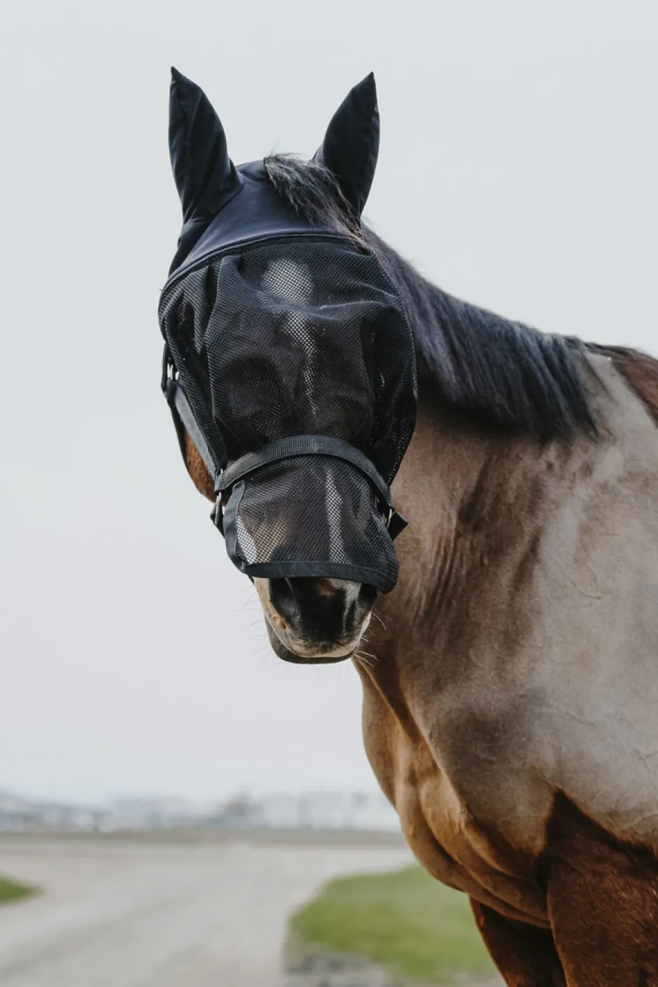 EQUITHÈME Halfter + Antifliegenmaske