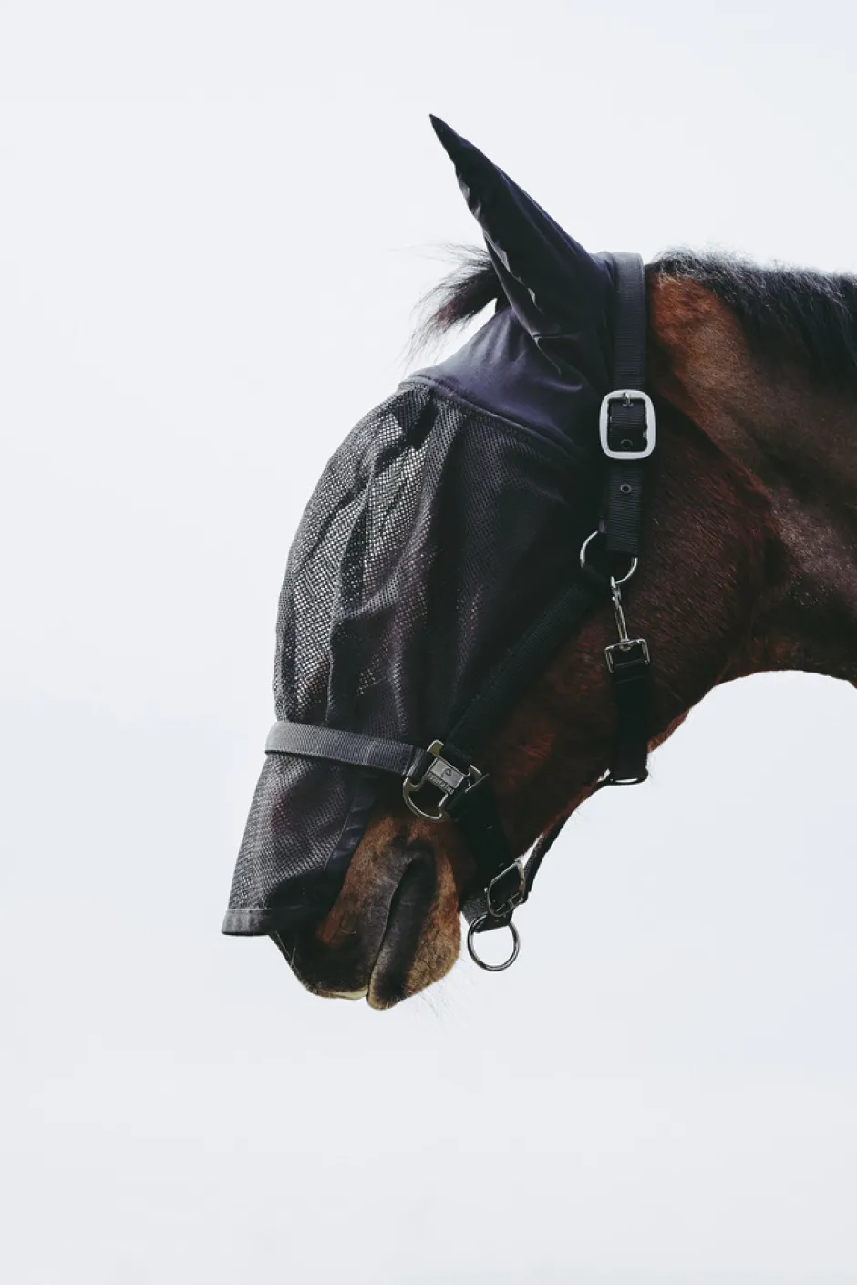 EQUITHÈME Halfter + Antifliegenmaske