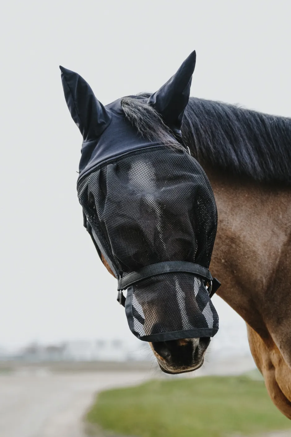 EQUITHÈME Halfter + Antifliegenmaske