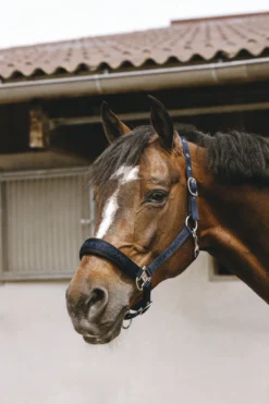 EQUITHÈME - Jacquard - Nylonhalfter