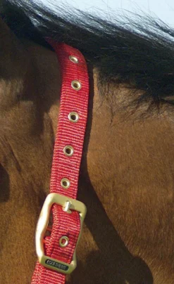 EQUITHÈME Nylonhalfter